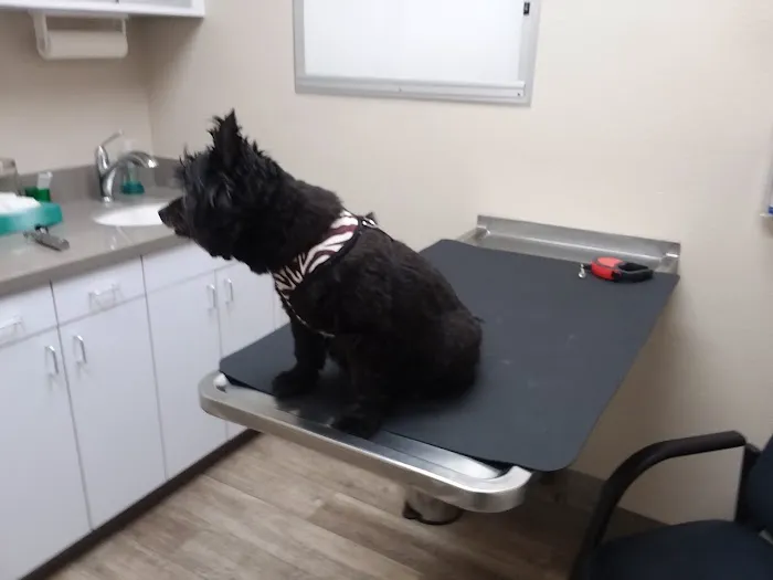VCA Olympiad Animal Hospital Picture 4