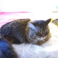 VCA Olympiad Animal Hospital ico