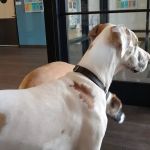 Banfield Pet Hospital