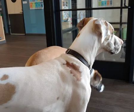 Banfield Pet Hospital