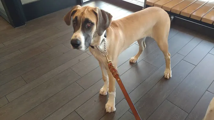 Banfield Pet Hospital Picture 5
