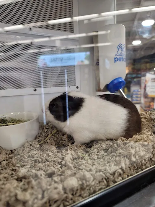 Petco Picture 8