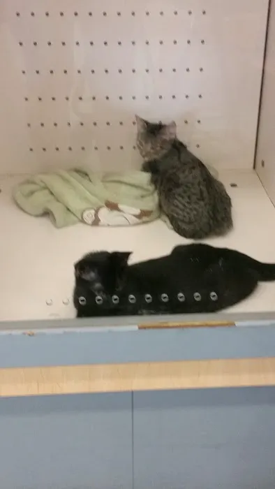 Petco Picture 2