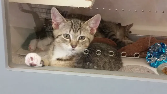 Petco Picture 3
