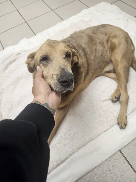 VCA Laguna Niguel Animal Hospital Picture 2