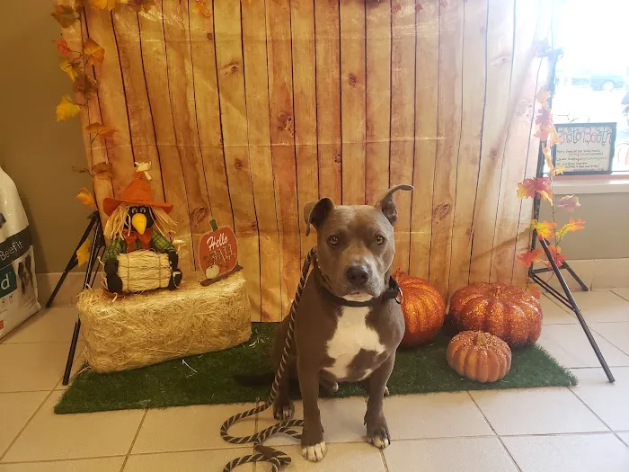 VCA Laguna Niguel Animal Hospital Picture 8