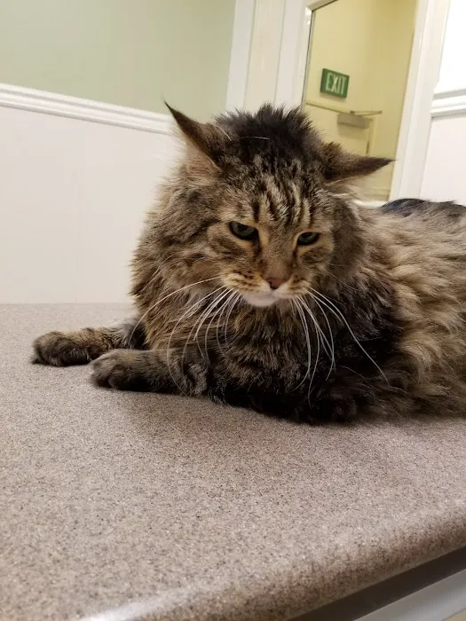 VCA Laguna Niguel Animal Hospital Picture 5