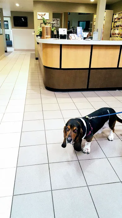 VCA Laguna Niguel Animal Hospital Picture 6