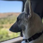 Monarch Veterinary Hospital