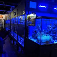 Something Fishy: Saltwater Aquarium Superstore ico