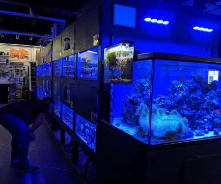 Something Fishy: Saltwater Aquarium Superstore