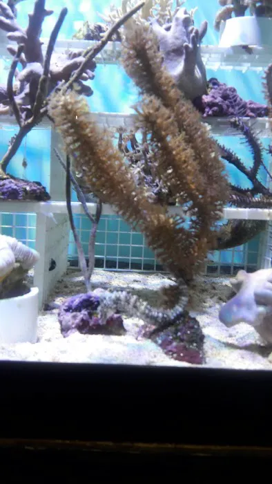 Something Fishy: Saltwater Aquarium Superstore Picture 2