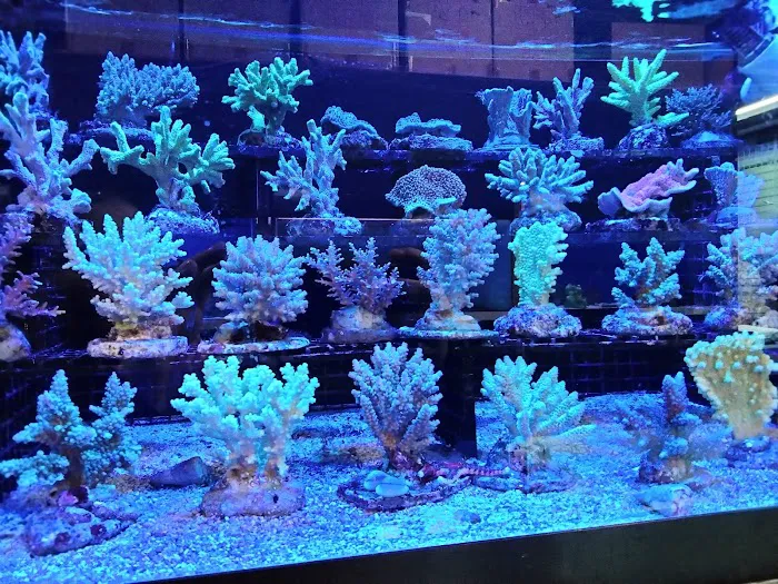 Something Fishy: Saltwater Aquarium Superstore Picture 9