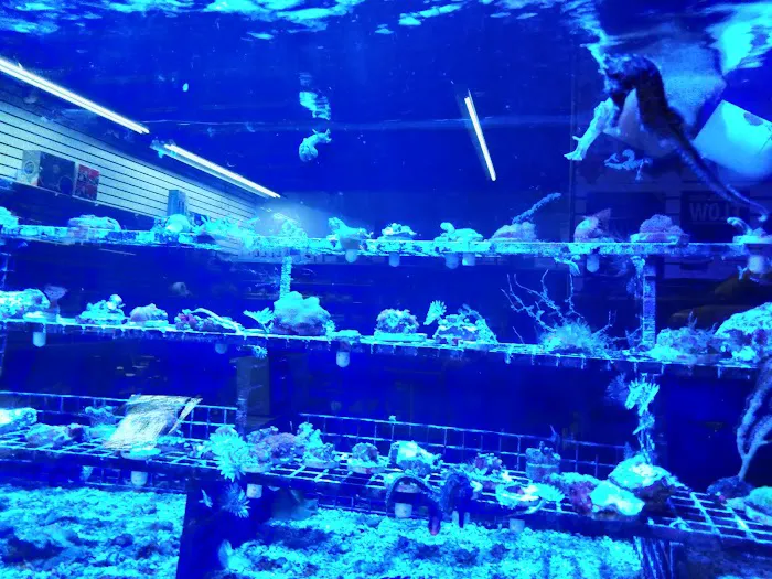 Something Fishy: Saltwater Aquarium Superstore Picture 4