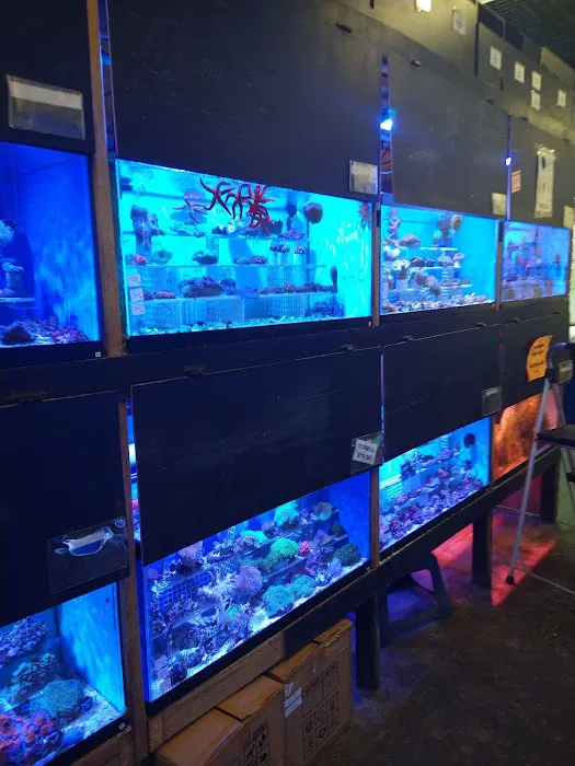 Something Fishy: Saltwater Aquarium Superstore Picture 7