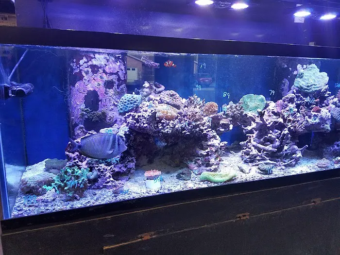 Something Fishy: Saltwater Aquarium Superstore Picture 5