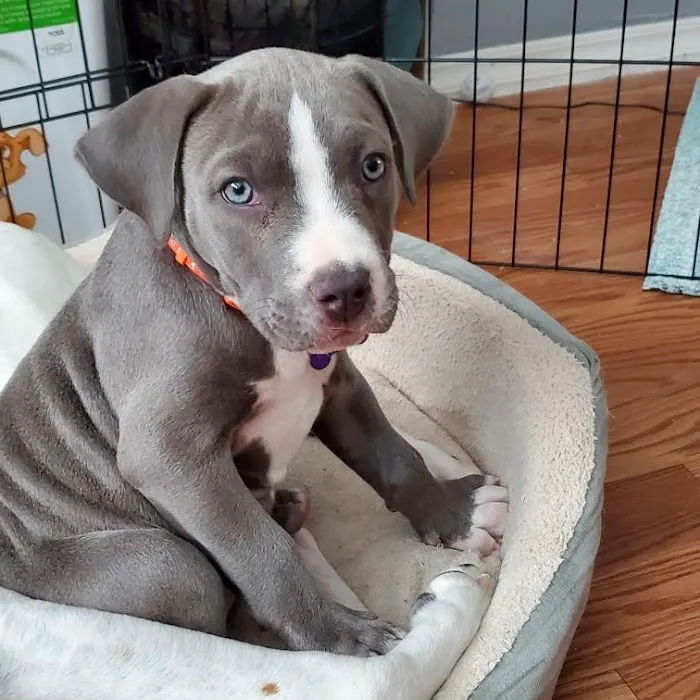Mission Park Pet Hospital Picture 5