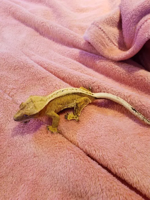 Crested life Picture 9