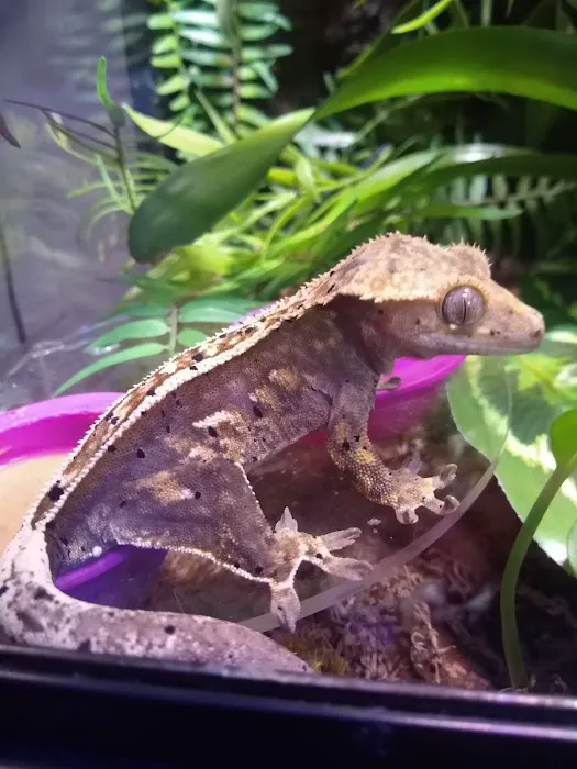 Crested life Picture 6