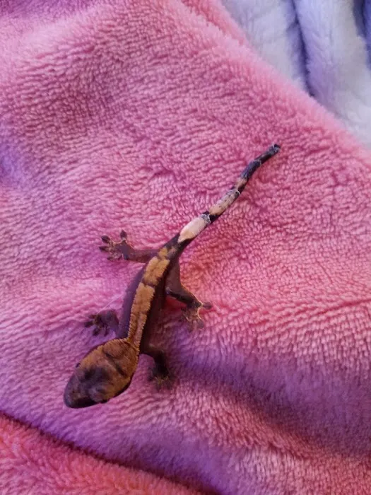 Crested life Picture 7