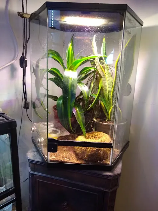 Crested life Picture 4