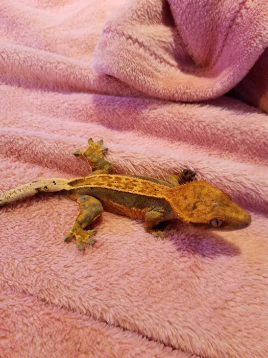 Crested life Picture 1