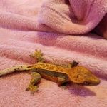 Crested life
