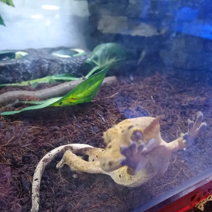 Crested life Picture 10