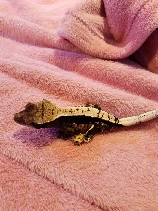 Crested life Picture 3