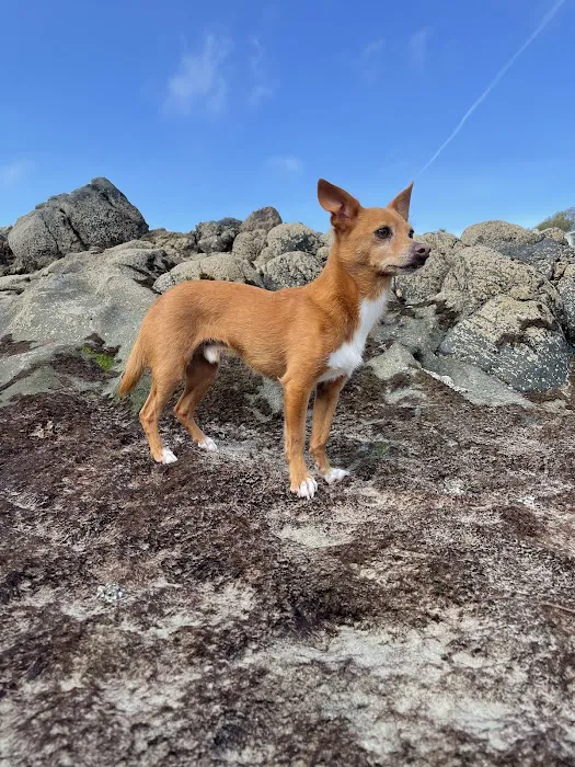 Dana Point Animal Hospital Picture 5
