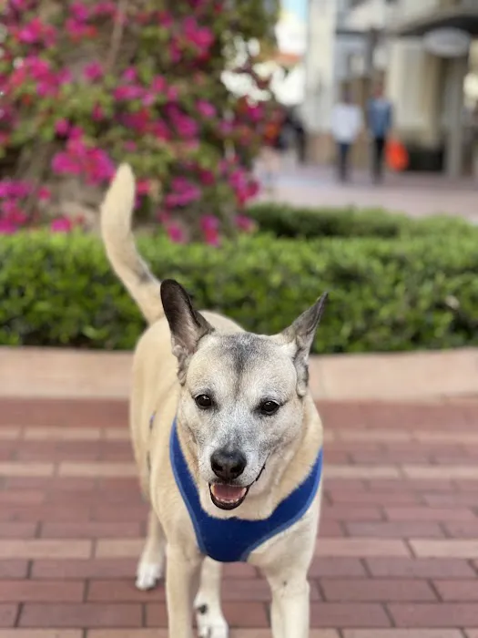 Dana Point Animal Hospital Picture 9
