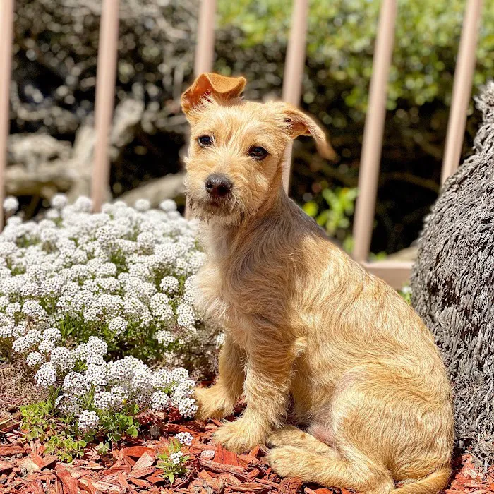 Dana Point Animal Hospital Picture 8