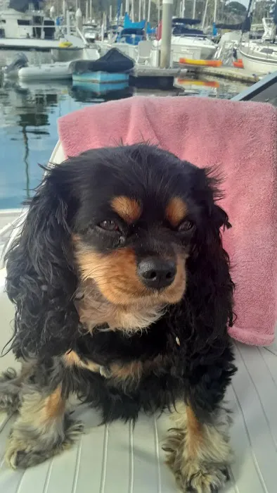 Petnetwork LLC Picture 2