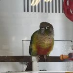 Petco