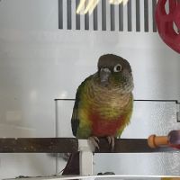 Petco ico
