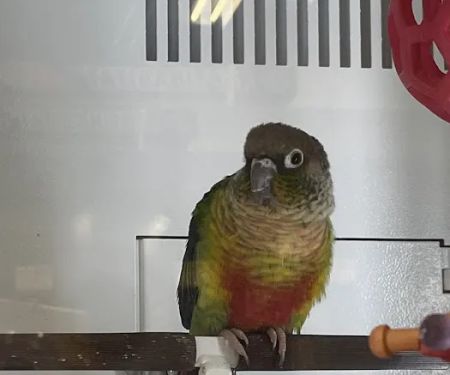 Petco