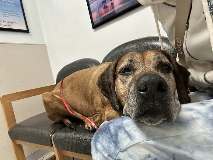 Marina Hills Animal Hospital Picture 4
