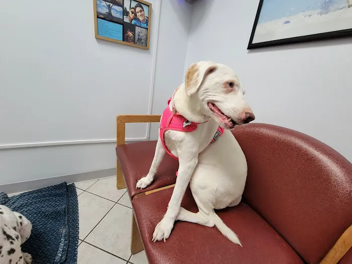 Marina Hills Animal Hospital Picture 3