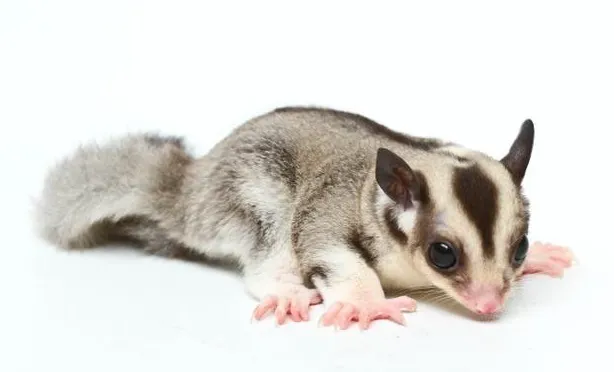 Infinity Gliders Picture 4