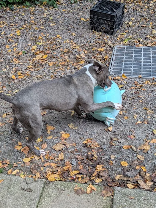 Glad Dogs Nation / Glad Dogs Foundation Picture 3