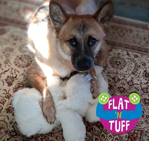 Glad Dogs Nation / Glad Dogs Foundation Picture 8