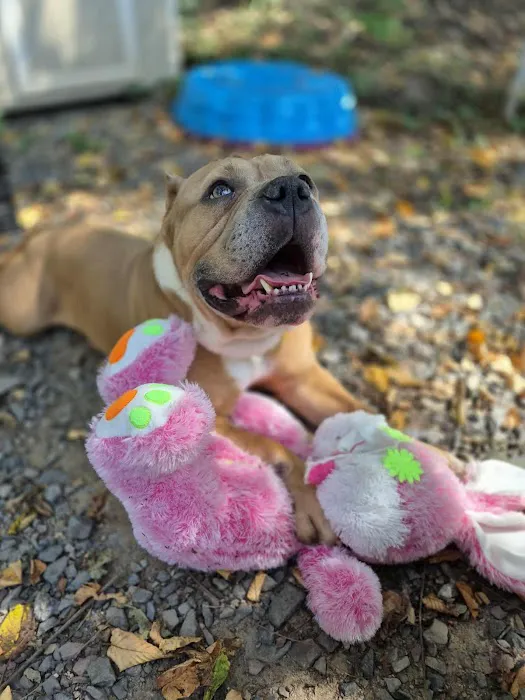 Glad Dogs Nation / Glad Dogs Foundation Picture 2