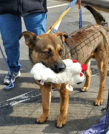 Glad Dogs Nation / Glad Dogs Foundation Picture 7
