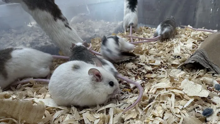 Mice Mice Baby Picture 4
