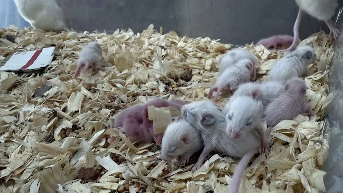 Mice Mice Baby Picture 3