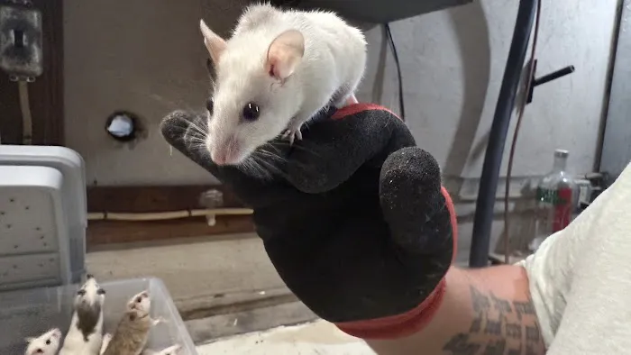 Mice Mice Baby Picture 2