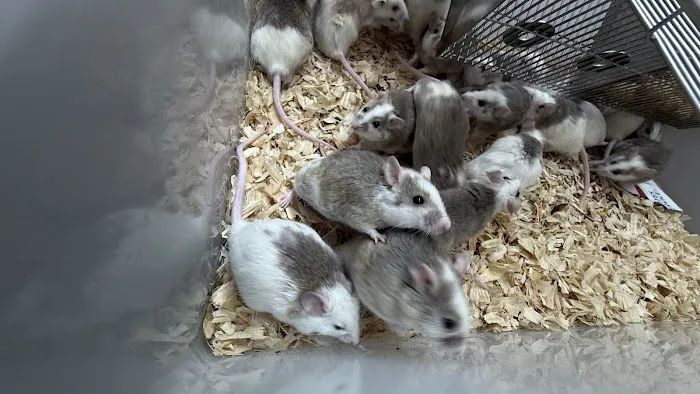Mice Mice Baby Picture 1
