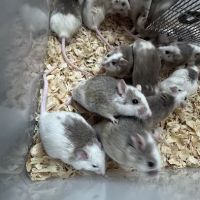 Mice Mice Baby ico
