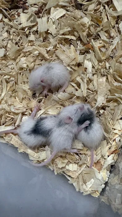 Mice Mice Baby Picture 10