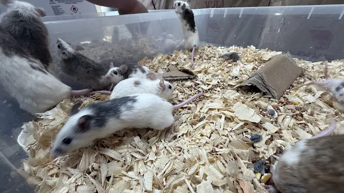 Mice Mice Baby Picture 6